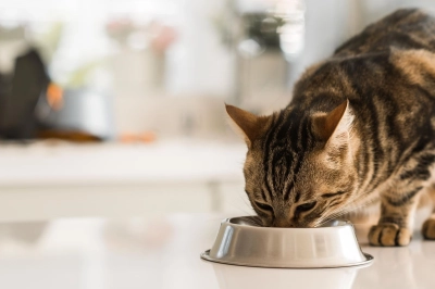 Kedi ve K&ouml;peklere Verilen Yiyecekler Sağlıklarını Riske Atabilir