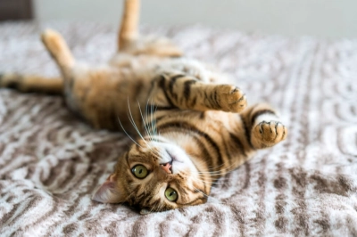 Kedi ve k&ouml;peklerin y&uuml;zde 40&rsquo;ı fazla kilolu!