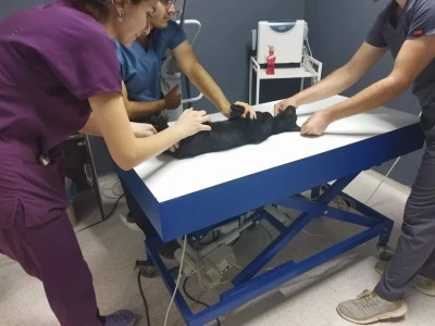 Kedileri av t&uuml;feği ile &ouml;ld&uuml;rd&uuml;ğ&uuml; iddia edilen komşu i&ccedil;in hapis istemi