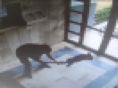 Kediyi işkence ederek &ouml;ld&uuml;rd&uuml; 