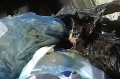 Kediyi poşete koyup &ccedil;&ouml;pe attılar