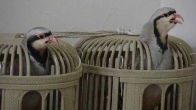 Keklik kafesi ge&ccedil;im kaynağı oldu
