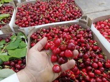 Keles kirazı da tescillendi