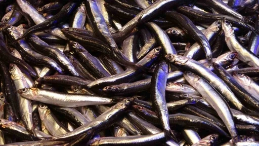 Kendisi k&uuml;&ccedil;&uuml;k ama ş&ouml;hreti b&uuml;y&uuml;k
