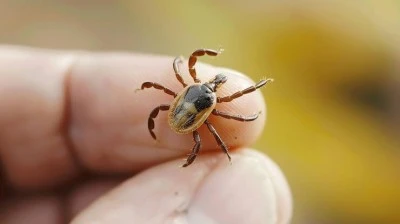 Keneden &ouml;lenlerin sayısı artıyor!