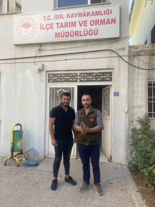 Kerkenez ve pe&ccedil;eli baykuş tedavi altına alındı
