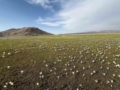 Keşiş G&ouml;l&uuml; kardelenlerle bezendi