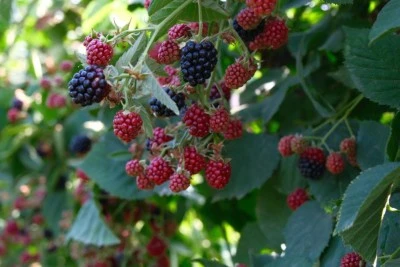 Kestel'de ahududu ve b&ouml;ğ&uuml;rtlen &uuml;retimi Sırbistan modeliyle artırılacak