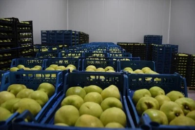 Kestel'e 400 milyon liralık dev meyve tesisi kuruluyor