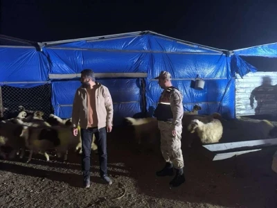 Kilis İl Jandarma Komutanlığı kayıp k&uuml;&ccedil;&uuml;kbaş hayvanları buldu
