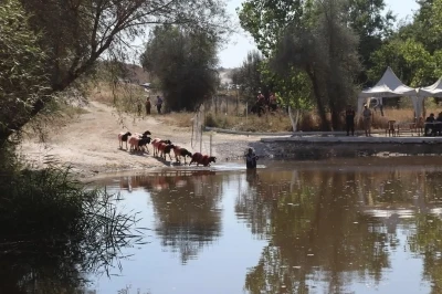 Kınalı ko&ccedil;lar bu yıl sudan daha erken karşıya ge&ccedil;ecek
