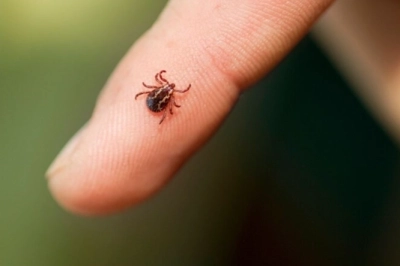 Kırım Kongo Kanamalı Ateşi (KKKA) nedir?