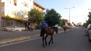 Kırklareli&rsquo;nde başıboş atlar trafiği tehlikeye sokuyor
