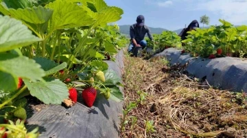 &rsquo;Kırmızı elmas&rsquo;ın ilk hasadı yapıldı
