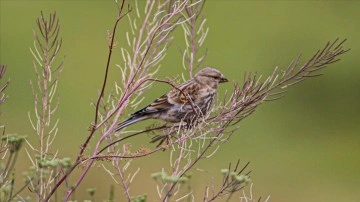 Kırmızı listedeki 4 kuş t&uuml;r&uuml; Ağrı'daki Balık G&ouml;l&uuml;'nde g&ouml;r&uuml;ld&uuml;