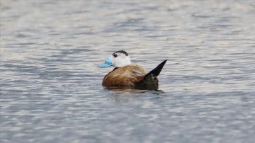 Kırmızı listedeki dikkuyruk Kars'taki sulak alanda g&ouml;r&uuml;nt&uuml;lendi