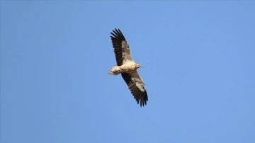 Kırmızı listedeki k&uuml;&ccedil;&uuml;k akbabalar Iğdır'da yoğun pop&uuml;lasyona sahip