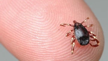 Bursa'da kene uyarısı!