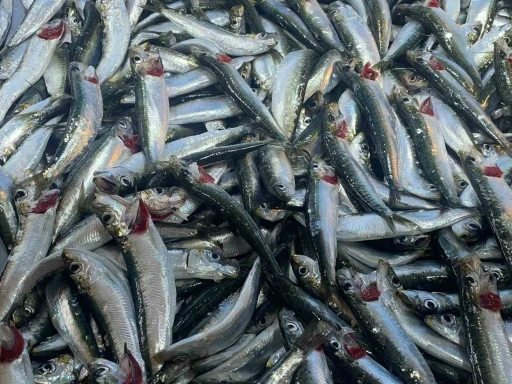 Kış aylarında sağlık, kalsiyum deposu kuyruğuyla kıl&ccedil;ığıyla denizden &ccedil;ıkıyor