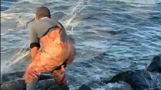 Kıyıya vuran balıkları sa&ccedil;ma ağla yakalamak i&ccedil;in b&ouml;yle uğraş verdi
