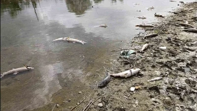 Kızılırmak Nehri&rsquo;nde elektrik akımıyla avlanan şahıslar onlarca balığı telef etti
