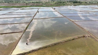 Kızılırmak Nehri&rsquo;nin beslediği tarlalarda dron ile &ccedil;eltik ekimi