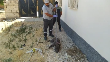 Kızıltepe&rsquo;de evin bah&ccedil;esine giren pitbull cinsi k&ouml;pek korkuttu
