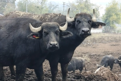 Kocaeli&rsquo;de Manda Sayısı B&uuml;y&uuml;kşehir&rsquo;in Desteğiyle Artıyor