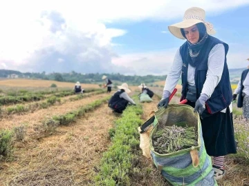 Kocaeli&rsquo;de mor tarlalarda lavanta hasadı başladı
