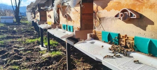 Konya&rsquo;da 1700 rakımlı yaylada arılar polen getirmeye başladı
