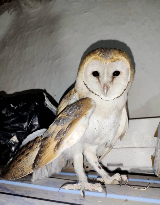 Konya&rsquo;da kanadı kırık bayağı pe&ccedil;eli baykuş tedavi altına alındı

