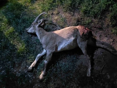 Konya&rsquo;da koruma altındaki yaban ke&ccedil;isini avlayan 2 kişiye 687 bin 974 lira ceza kesildi
