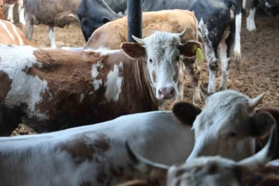 Konya&rsquo;da son zamanlarda kurbanlık hayvan se&ccedil;iminin y&ouml;n&uuml; bu yıl b&uuml;y&uuml;kbaş hayvan oldu
