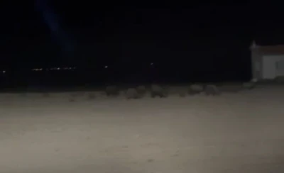 Konya&rsquo;da tarım alanlarında domuz n&ouml;beti
