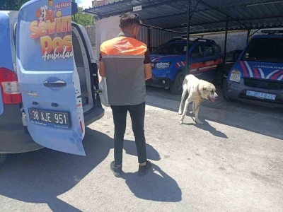 K&ouml;peği otomobile bağlayarak &ccedil;ektiren şahıs
