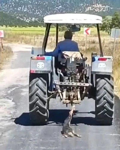 K&ouml;peği trakt&ouml;re bağlayarak s&uuml;r&uuml;kledi