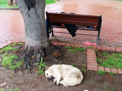 K&ouml;peğin sadakati: Bankta uyuyan adamı yalnız bırakmadı
