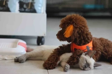 K&ouml;pek ile kedinin dostluğu g&ouml;renleri hayretler i&ccedil;erisinde bırakıyor
