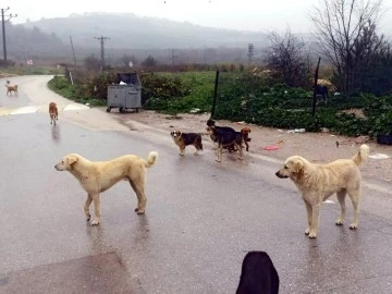 Bursa Mudanya'da k&ouml;pekler &ouml;l&uuml;yor, insanlar korkuyor