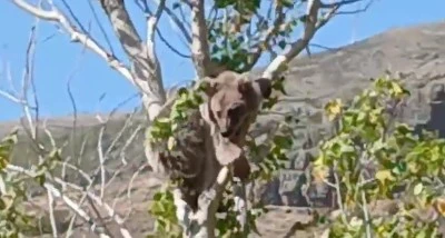 K&ouml;peklerden ka&ccedil;an yavru ayı bu kez ağa&ccedil; &uuml;st&uuml;nde g&ouml;r&uuml;ld&uuml;