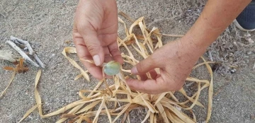 Koruma altındaki kum zambakları Alanya&rsquo;da k&uuml;resel ısınma kurbanı oldu