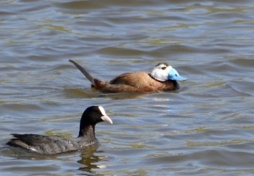 Koruma altındaki kuşlar Hersek Lag&uuml;n&uuml;&rsquo;nde
