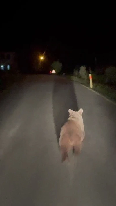 K&ouml;y yolunda koşan ayı kamerada
