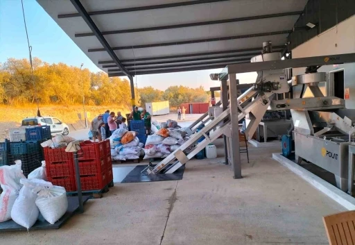 K&ouml;yceğiz&rsquo;de zeytinyağı mesaisi başladı
