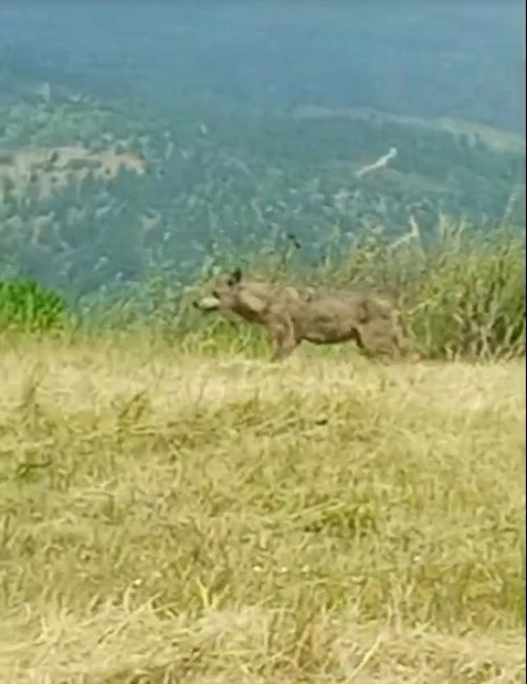 K&ouml;yl&uuml;lerin &rsquo;Canavar&rsquo; dediği iri kurt kameralara yakalandı
