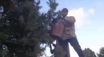 K&ouml;yl&uuml;lerin yeni ek gelir kapısı, ardı&ccedil; tohumu
