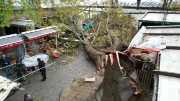 Kozahan'da bulunan ve fırtınaya dayanamayan Bursa'nın simgesi &ccedil;ınar dron ile g&ouml;r&uuml;nt&uuml;lendi 