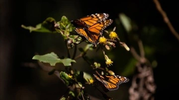Kral kelebeklerinin kanatlarındaki beyaz beneklerin g&ouml;&ccedil; yolculuğunu kolaylaştırdığı belirlendi