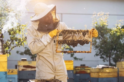 Krali&ccedil;e Arıyı Uzun Yaşatan Arı S&uuml;t&uuml;, İnsanlar i&ccedil;in de Sağlık Kalkanı