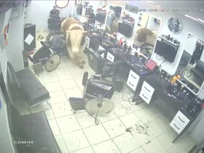Kuaf&ouml;r salonuna dalan ka&ccedil;ak boğa b&uuml;y&uuml;k panik yaşattı: İşte o anlar!